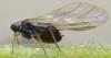 Aphis hederae